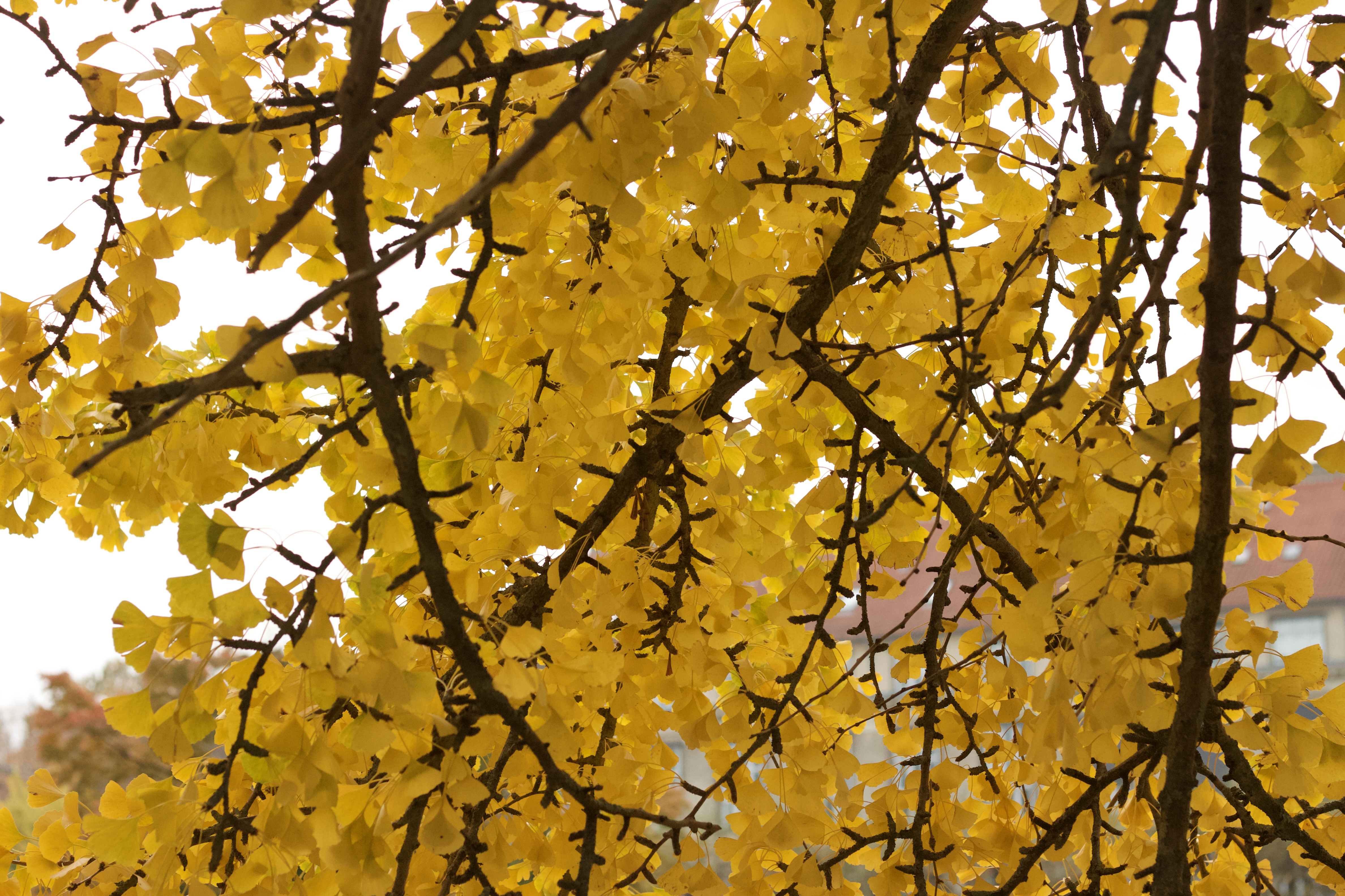 autumn_leaves