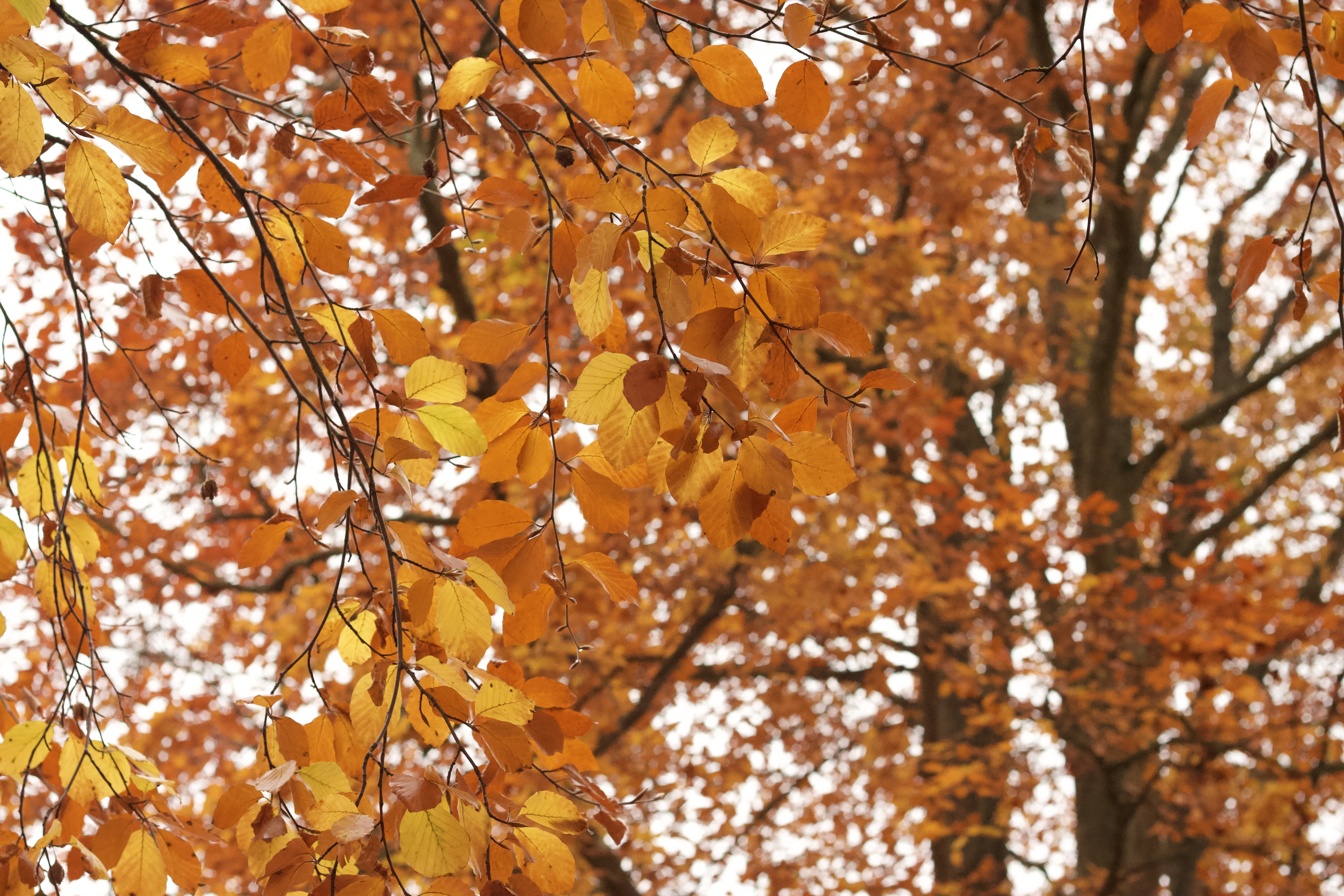 autumn_leaves_2