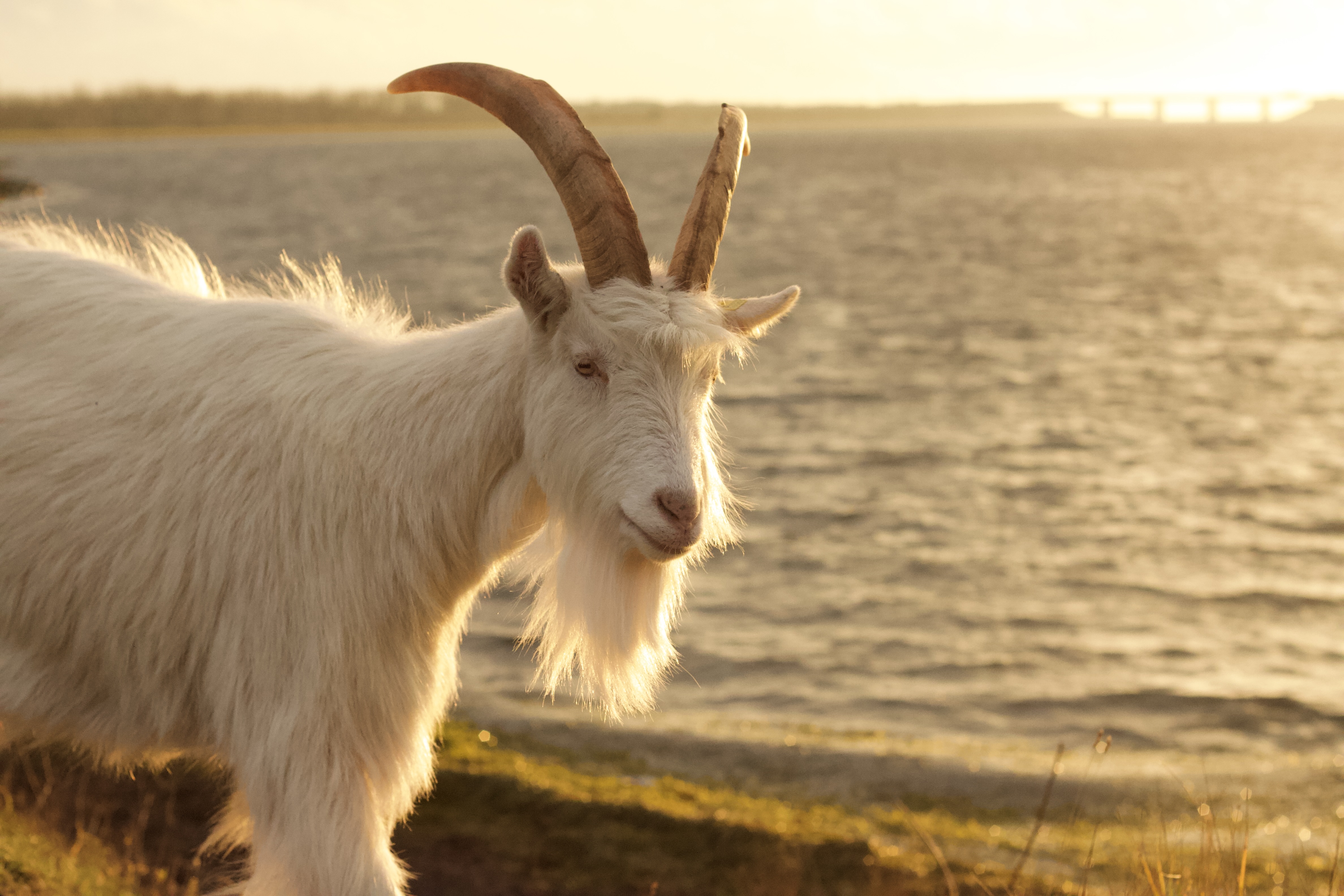 Wandering Goat