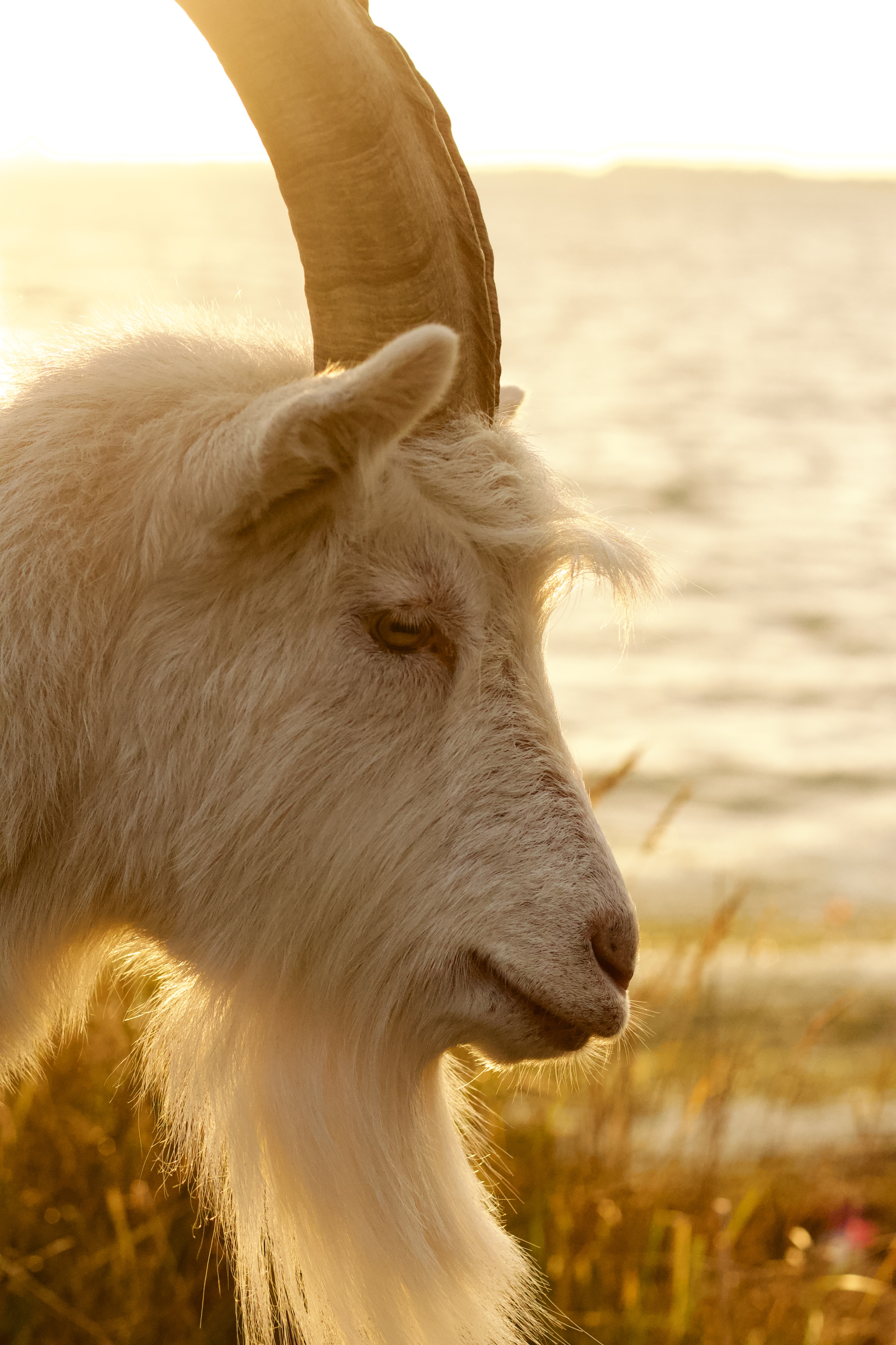 Goat Portrait